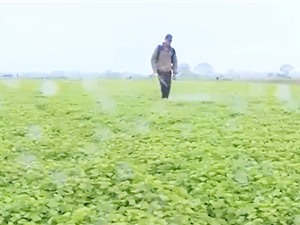 Thừa Thiên Huế: Chế phẩm sinh học từ thực vật bản địa 